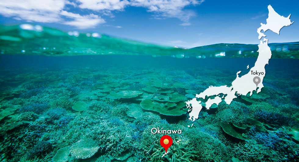 Okinawa About Tokyo